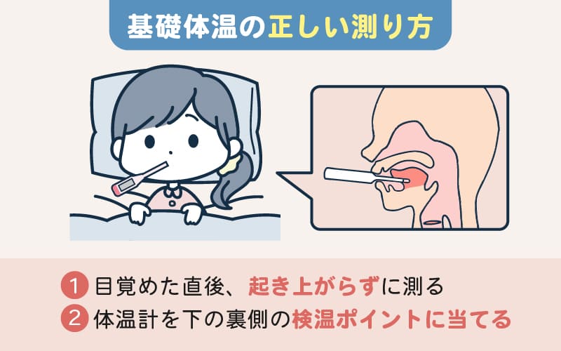 基礎体温から排卵日を予測する