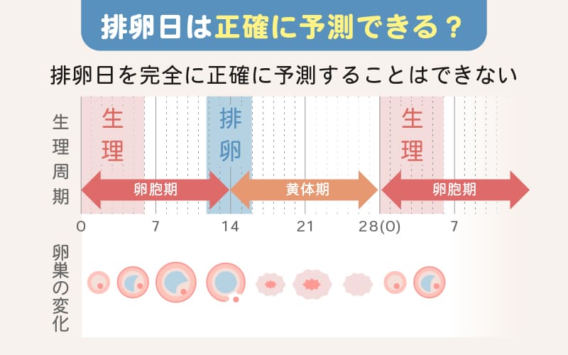 排卵日はどこまで正確に予測できる？