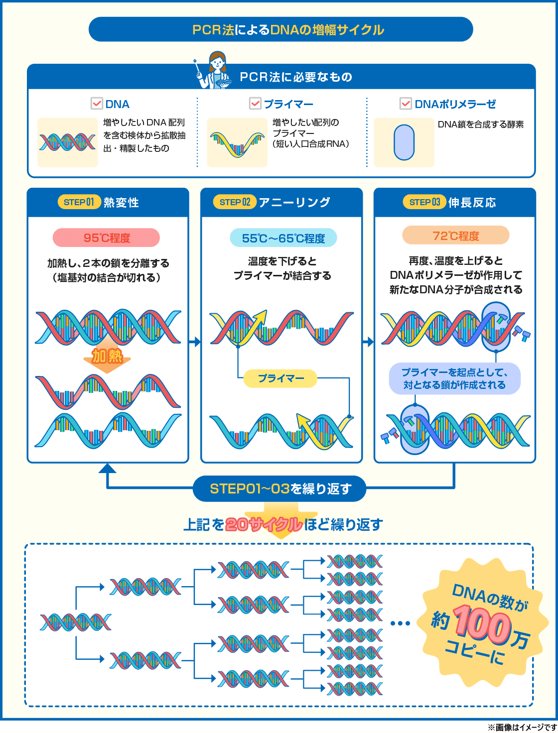 【図解】PCR法に必要なものとDNAの増幅サイクルを解説