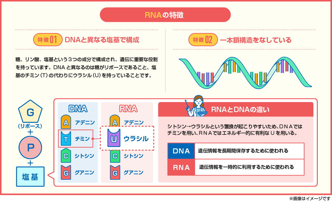 【図解】RNAの２つの特徴を解説